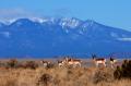 Antelope Bunch w Peaks